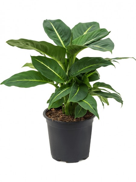 Dieffenbachia maculata
