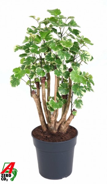 Aralia balfouriana verzweigt - Fiederaralie