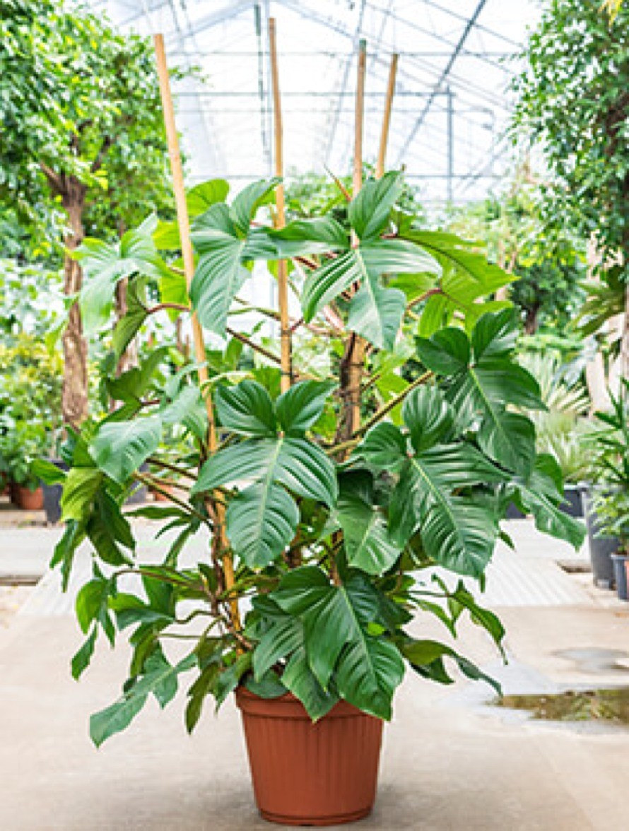 Philodendron squamiferum 180 cm - XXL Busch | Terrapalme Heim- und