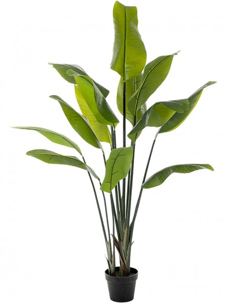 Strelitzia nicolai travler Kunstpflanze