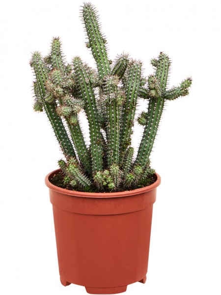Euphorbia baioensis