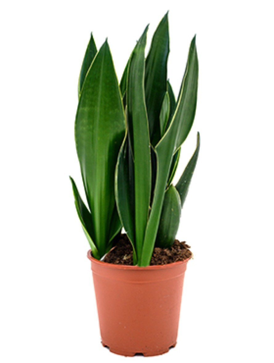 Sansevieria diamond flame | Terrapalme Heim- und Gartenshop