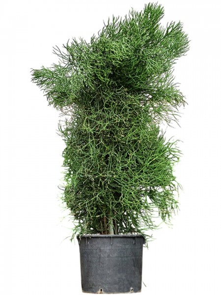 Euphorbia tirucalli verzweigt