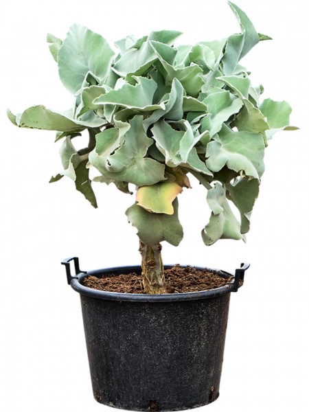 Kalanchoe beharensis - Elefantenohr