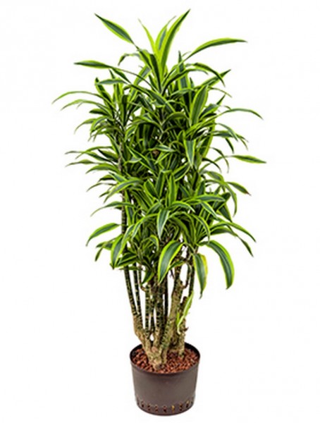 Dracaena lemon lime | Drachenbaum verzweigt