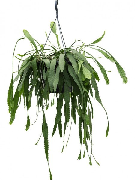 Lepismium houlletianum Ampel