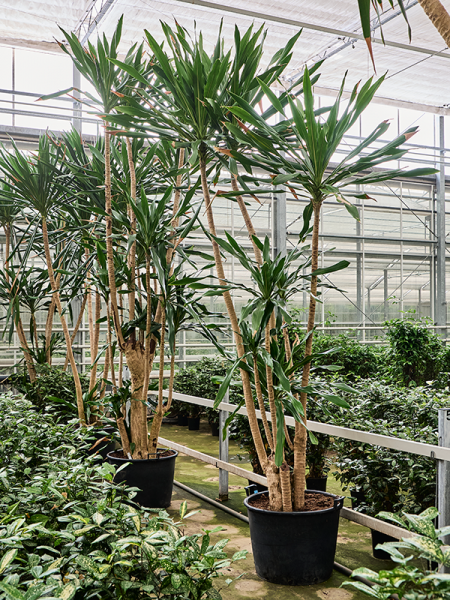 Dracaena gymea - Gymea Lilie,