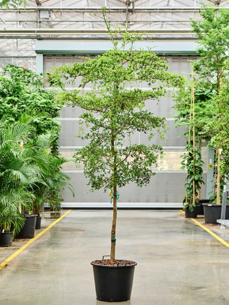 Bucida buceras shady lady - Schwarze Olive