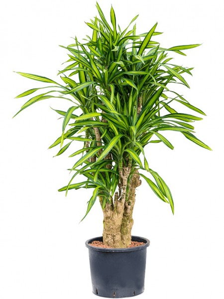Dracaena fragrans riki - Drachenbaum verzweigt 140 cm