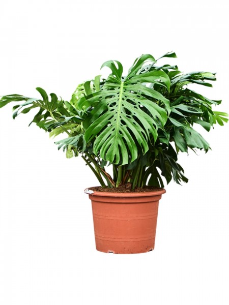 Monstera deliciosa Busch - Lochpflanze