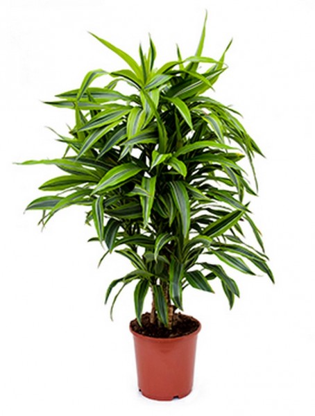 Dracaena lemon lime - Drachenbaum Verzweigt