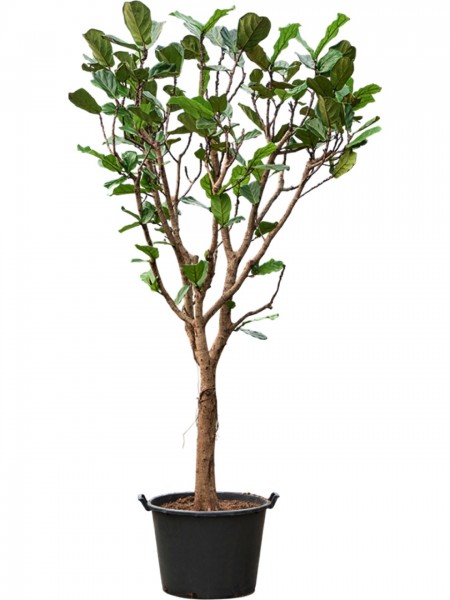 Ficus lyrata 270 cm - Geigenfeige verzweigt