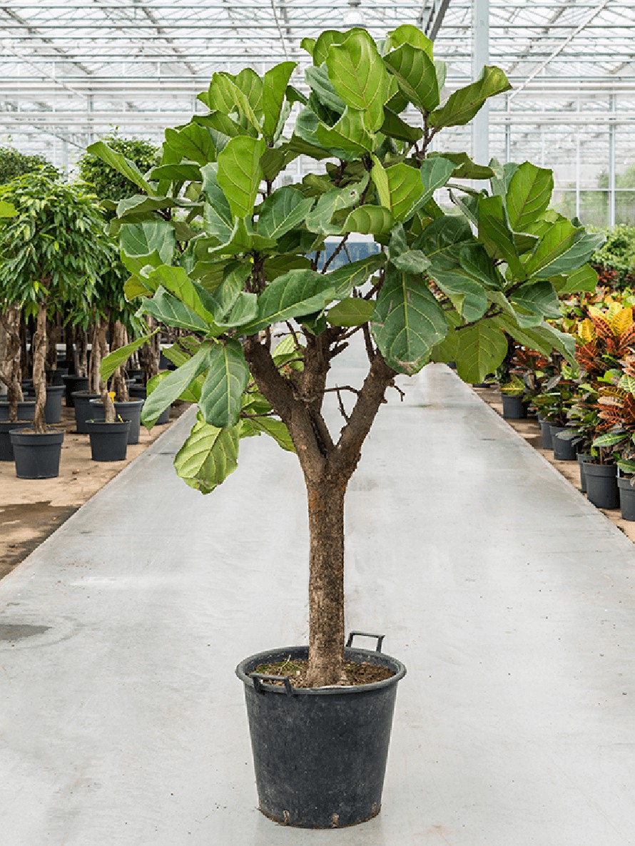 Ficus lyrata 200 cm Geigenfeigenbaum Terrapalme Heim und