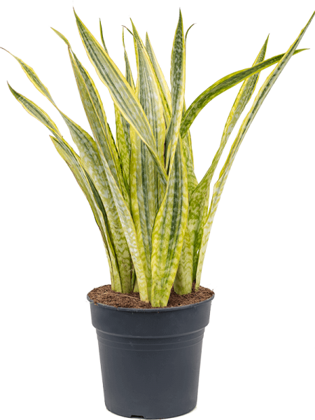 Sansevieria lauren