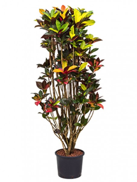 Croton iceton 180 cm - Wunderstrauch Hydropflanze verzweigt