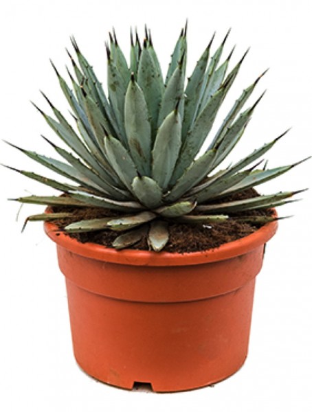 Agave macroacantha - Black Spined Agave