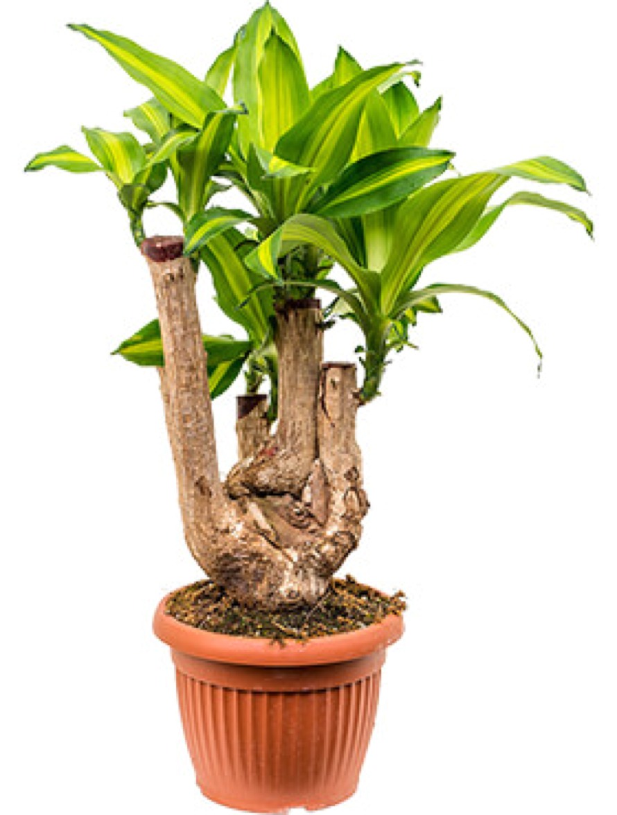 Dracaena massangeana - Drachenbaum Verzweigt | Terrapalme Heim- und