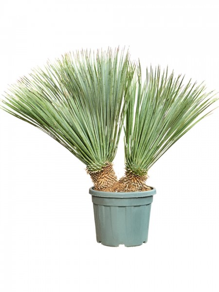 Yucca rostrata - Blaue Beaked Yucca 2er Stamm