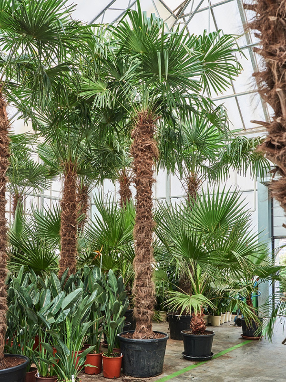 Trachycarpus fortunei - Hanfpalme 330 cm | Terrapalme Heim- und Gartenshop