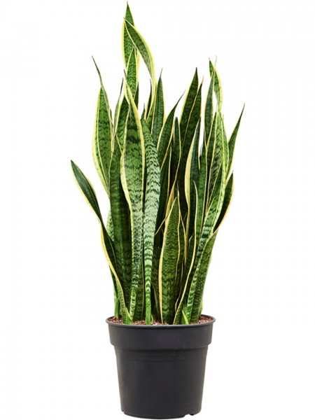 Sansevieria trifasciata laurentii