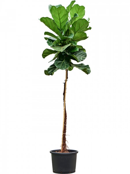Ficus lyrata 170cm