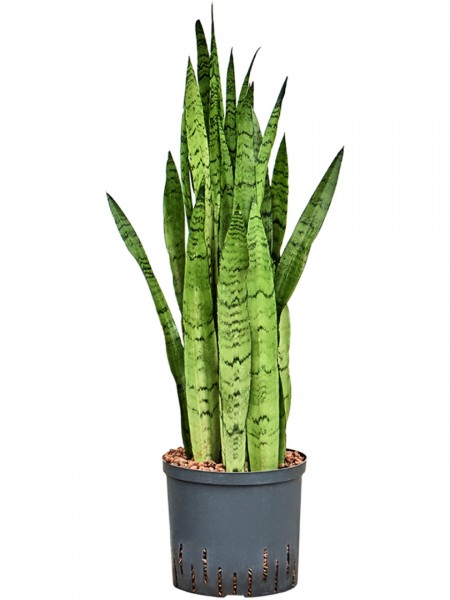 Sansevieria trifasciata silver mist