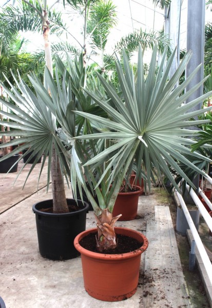 Bismarckia nobilis - Bismarckpalme