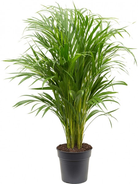 Areca lutescens - Goldfruchtpalmen Busch