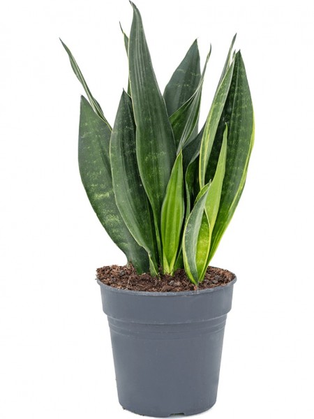 Sansevieria black diamond