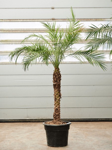 Phoenix roebelenii 190 cm - Zwergdattelpalme