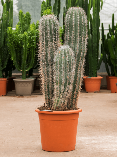 Pachycereus pringlei - 3 Stämmig