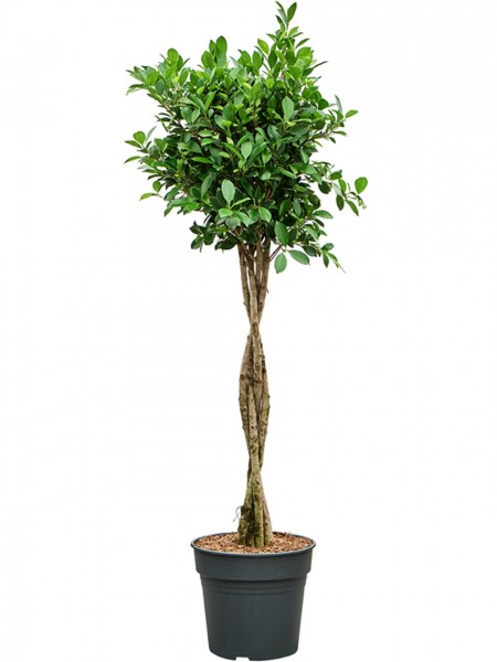Ficus microcarpa nitida - Stamm geflochten