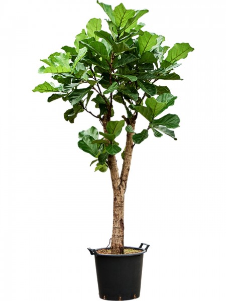 Ficus lyrata 250 cm - Geigenfeige