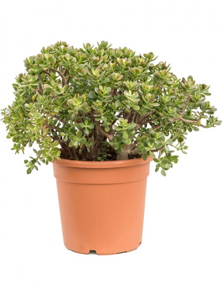 Crassula ovata minor 50 cm - Geldbaum