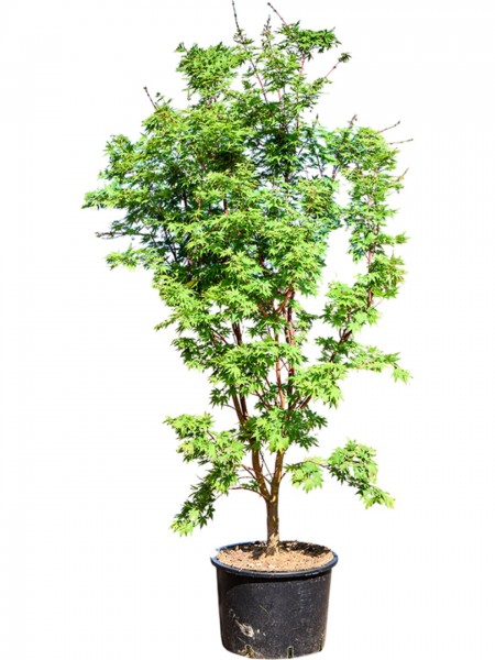 Acer palmatum sangokaku - japanischer Ahorn verzweigt