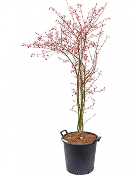 Acer palmatum shirazz