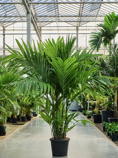 Areca triandra - Triandra Palme 240 cm