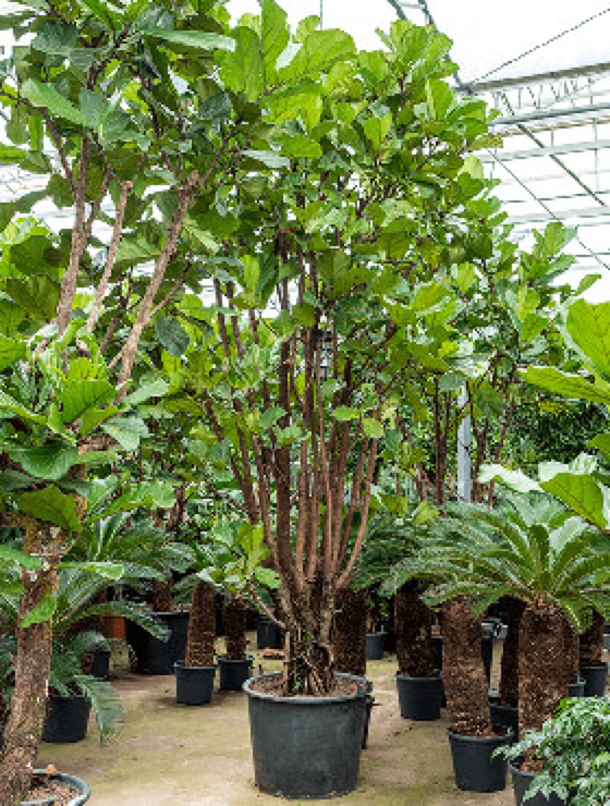 Ficus lyrata 450 cm - Geigenfeige verzweigt | Terrapalme Heim- und