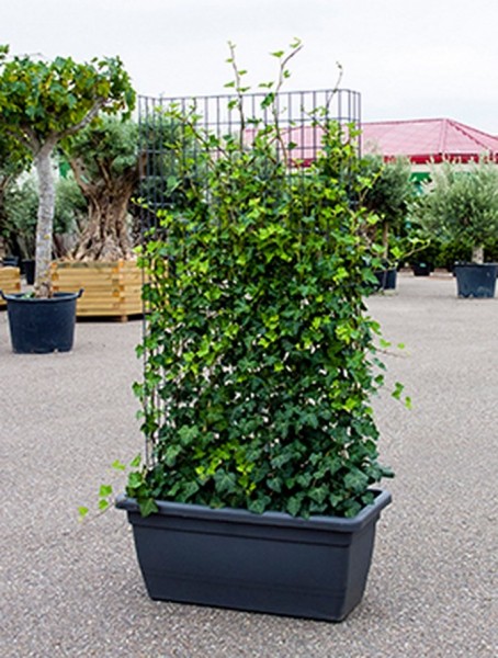 Hedera hibernica inkl. Kunststoffkübel | Sichtschutz Hecke