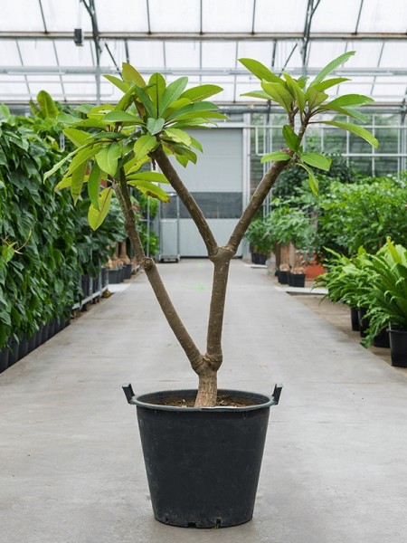 Plumeria rubra - Tempelbaum