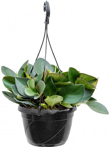 Peperomia clusifolia - Red Margin Hängekorb