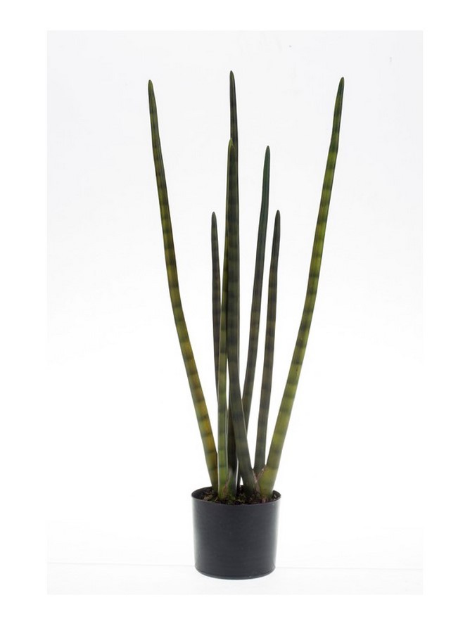 melocactus frucht essbar Melocactus matanzanus main image 0