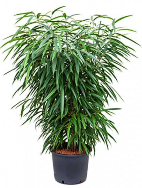 Ficus alii Busch 180 cm