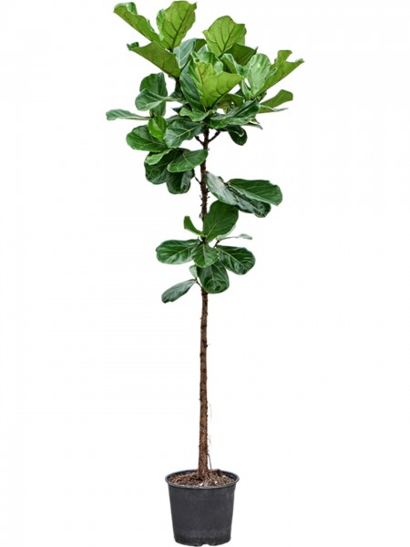 Ficus lyrata 200cm