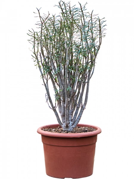 Euphorbia balsamifera verzweigt