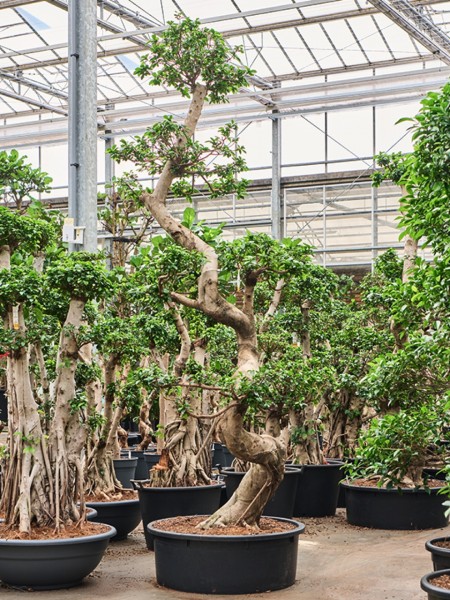 Ficus microcarpa Compacta S-Stamm Bonsai 300 cm