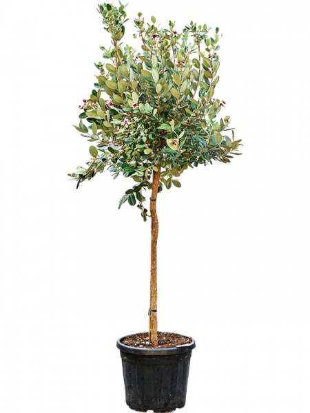 Acca sellowiana - Ananasguave