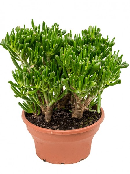 Crassula ovata minor - Geldbaum