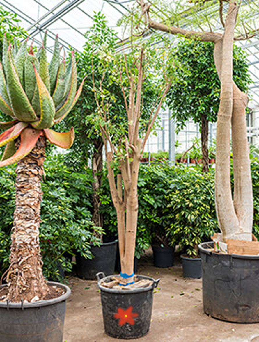 Moringa Oleifera Meerrettichbaum Terrapalme Heim Und Gartenshop