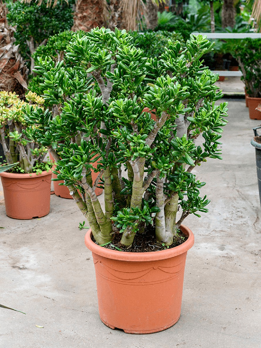 Crassula gollum 110 cm - Geldbaum | Terrapalme Heim- und Gartenshop